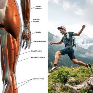 Muscles sollicités en randonnée montagne.