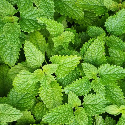 Feuilles de mélisse verte, aux propriétés apaisantes et rafraîchissantes, idéales pour infusion et bien-être.