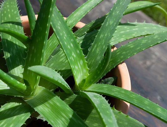 Les bienfaits de l' Aloe Vera