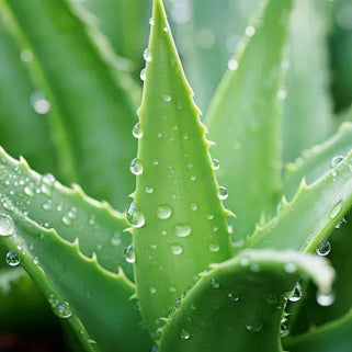 Feuilles d'aloe vera avec des gouttes de rosée brillantes