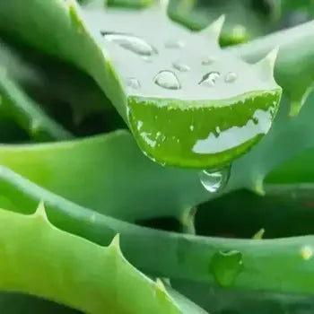 aloe vera gel naturel