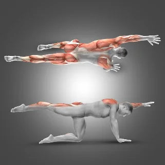 Illustration d'exercices corporels montrant des muscles engagés lors d'exercices pour renforcer équilibre et posture.