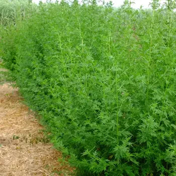 Rangée dense de plantes vertes, chemin de terre, culture agricole