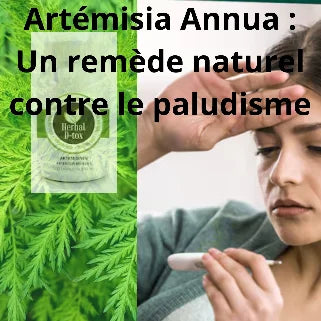 Image éducative sur l'Artemisia annua comme traitement naturel contre le paludisme