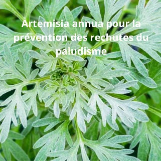 feuilles vertes d'Artemisia annua avec un texte sur la prévention du paludisme