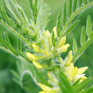 Fleur jaune d'astragale avec feuilles vertes en gros plan, plante utilisée pour ses bienfaits santé