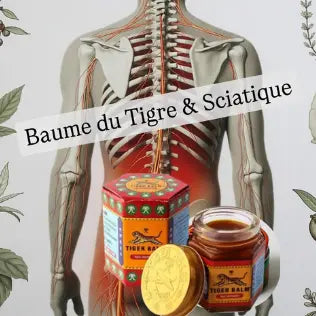 Image montrant un modèle anatomique du dos avec colonne vertébrale et nerf sciatique, accompagné d’un pot et d’une boîte de Baume du Tigre Rouge, entouré de plantes médicinales
