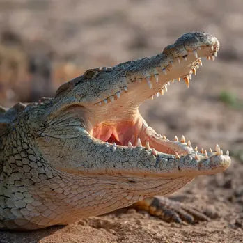 Un crocodile avec la gueule grande ouverte montrant ses dents acérées.