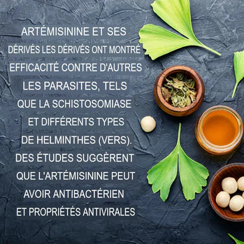 Propriétés médicinales de l'artémisinine avec feuilles de ginkgo et plantes séchées