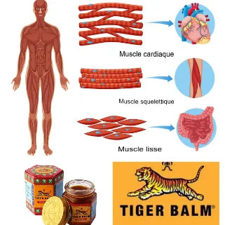 Schéma des trois types de muscles et baume du tigre pour soulager les douleurs musculaires