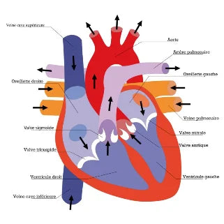 Cœur humain avec légendes, montrant les différentes valves, cavités et vaisseaux sanguins.