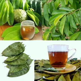 Feuilles de corossol, fruits et infusion présentés en tasses, valorisant leurs bienfaits médicinaux.