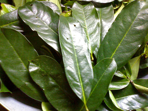 Les feuilles de corossol etr ses bienfaits