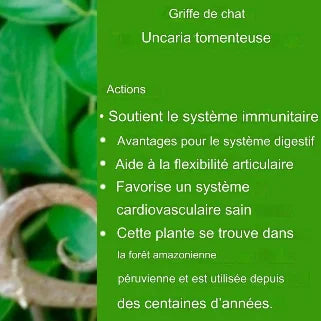 Griffe de chat, plante amazonienne soutenant le système immunitaire, digestif, articulaire et cardiovasculaire sain.