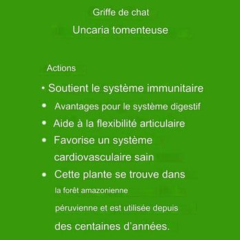 Description des bienfaits de la griffe de chat, plante médicinale amazonienne