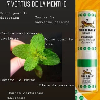 Propriétés de la menthe : digestion, nausées, douleurs, voix, saveur, maladies diverses.