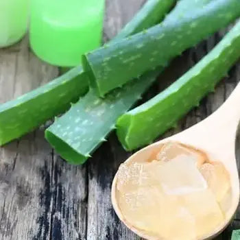 Feuilles d'aloe vera fraîchement coupées et un pot de gel