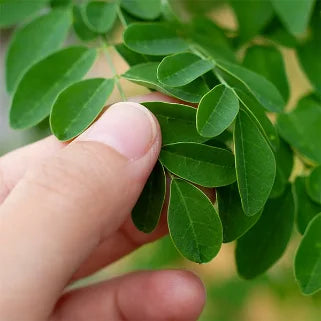   Feuilles de moringa vertes, fraîches, récoltées à la main, utilisées pour alimentation végétarienne et végan.