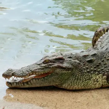 Un crocodile au bord de l'eau, montrant ses dents sur une plage.