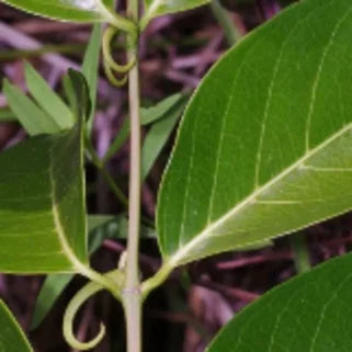 Tige verte fine avec des feuilles ovales et des vrilles, dans un environnement naturel herbeux.