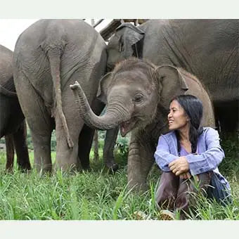 elephants en liberte en Thailande
