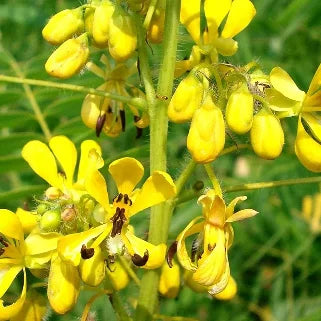 Fleurs jaunes vibrantes, pétales délicats, étamines visibles, bourgeons verts, tige fine, plante naturelle luxuriante