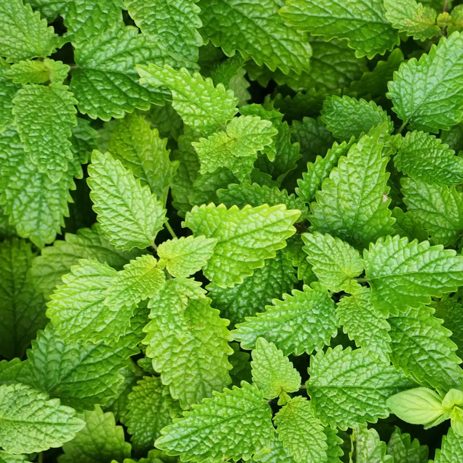 Siang Pure Red Peppermint Balm for relief. – Siam Marketplace