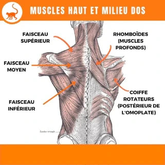 Muscles trapèze et rhomboïdes illustrés.