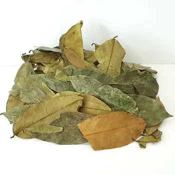 Feuilles séchées de corossol, vertes et brunes