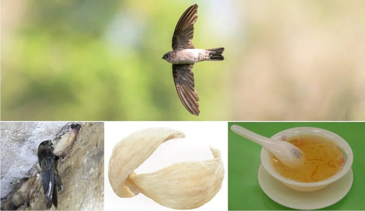 Bienfaits des nids d'hirondelle pour la santé : nutriments essentiels et soutien immunitaire