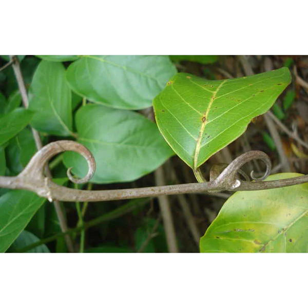 Plante d'amazonie, Griffe de chat (Uncaria tomentosa) - Boite de 100 capsules de 500mg vendu par Herbal D-tox 