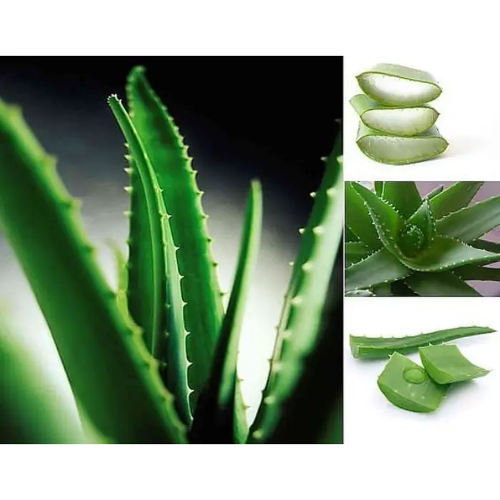 Aloe vera gel 87.399%: Burns, Acne, Scars, Sunburn – Siam Marketplace