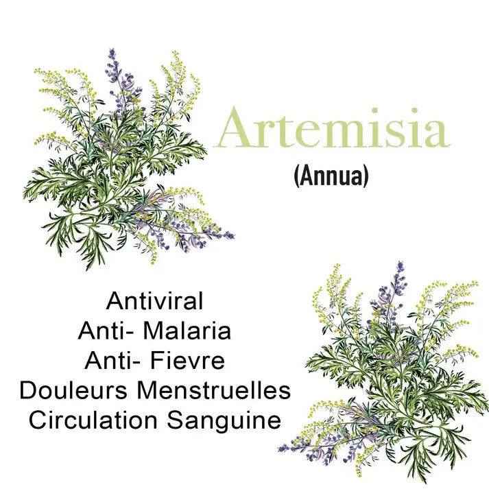 Artemisia annua, plante aux propriétés antivirale, anti-paludique et anticancéreuse.