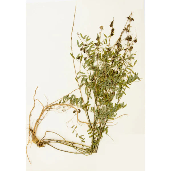 Astragalus Membranaceus (Astragale) ~ effet antidiabétique