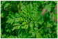Photo d'Artemisia annua, plante herbacée verte à petites feuilles et fleurs jaunes, connue pour ses propriétés médicinales contre le paludisme et le cancer.