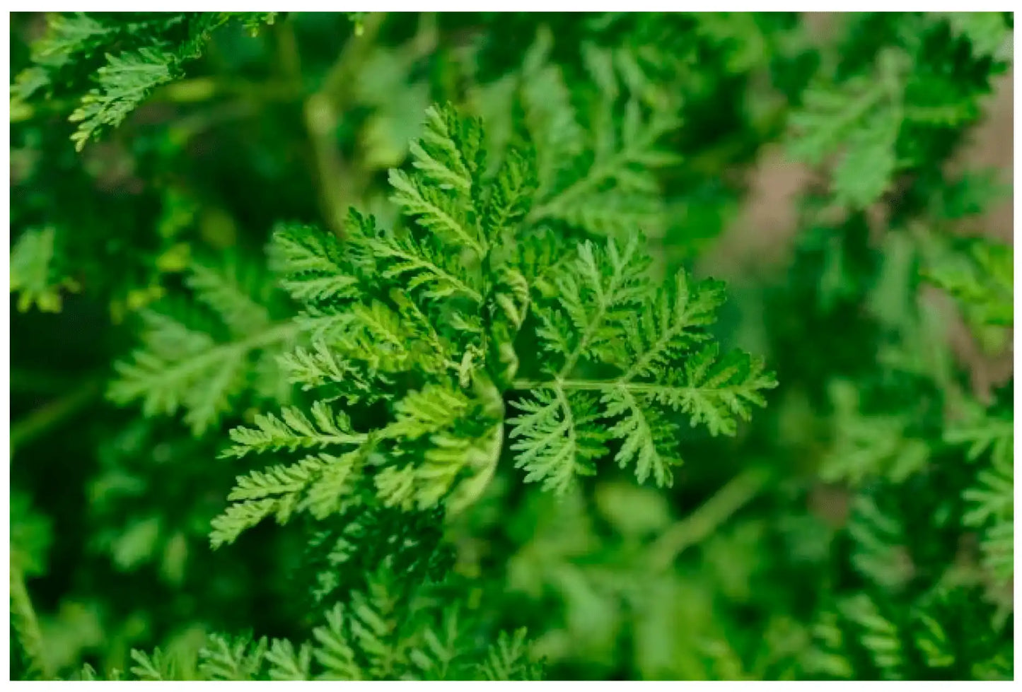 Plant vert d'Artemisia annua, plante herbacée aux petites feuilles découpées et fleurs jaunes en capitules, source naturelle d'artémisinine utilisée contre le paludisme."