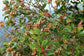 Syzygium aromaticum (Clous de Girofle) antiviral puissant