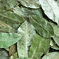 Feuilles sechees Annona Muricata (Corossol / Graviola)