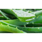 Feuille d’aloe vera fraîche et gorgée d’eau, idéale pour apaiser et hydrater la peau naturellement.
